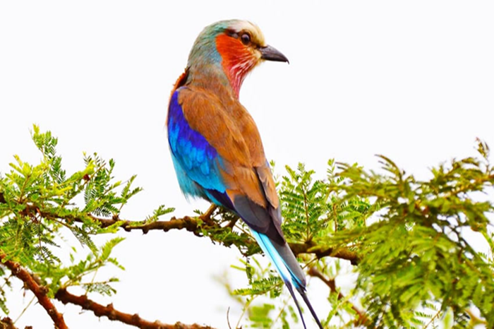 Rwanda Birdwatching Safari2