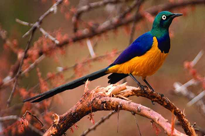 Rwanda Birdwatching Safari3