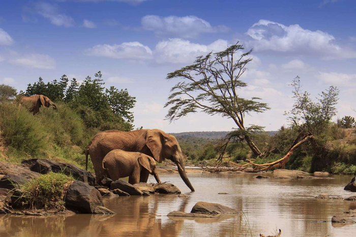 Samburu