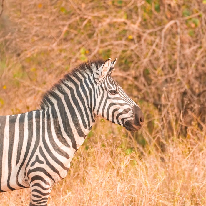 Serengeti and Ngorongoro Safari1
