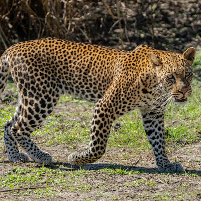 Serengeti and Ngorongoro Safari2