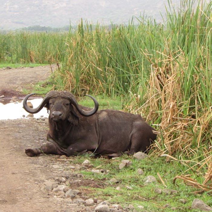 Serengeti and Ngorongoro Safari3