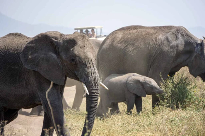 Tanzania Family Safari Adventure2