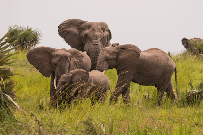 Uganda Family Safari & Wildlife Tour2