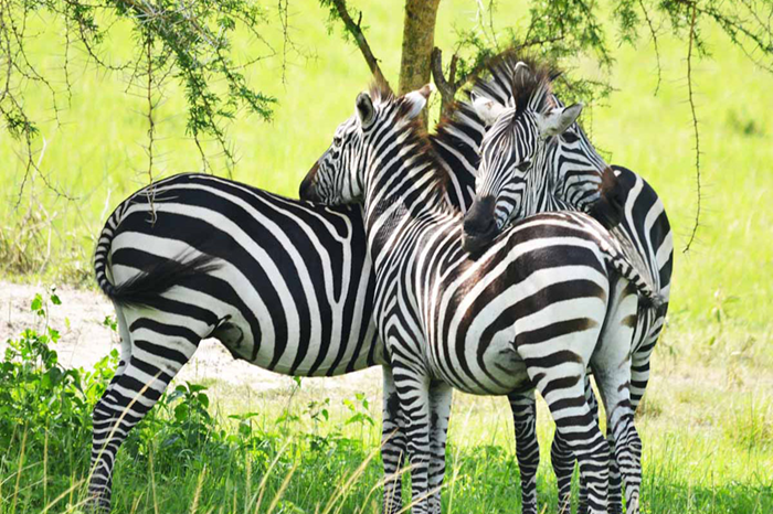 Uganda Family Safari & Wildlife Tour3