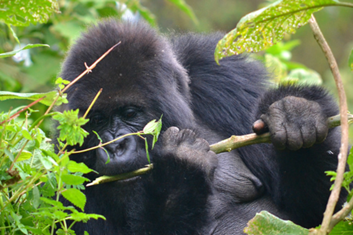 Volcanoes Park – Gorillas & Thrills1