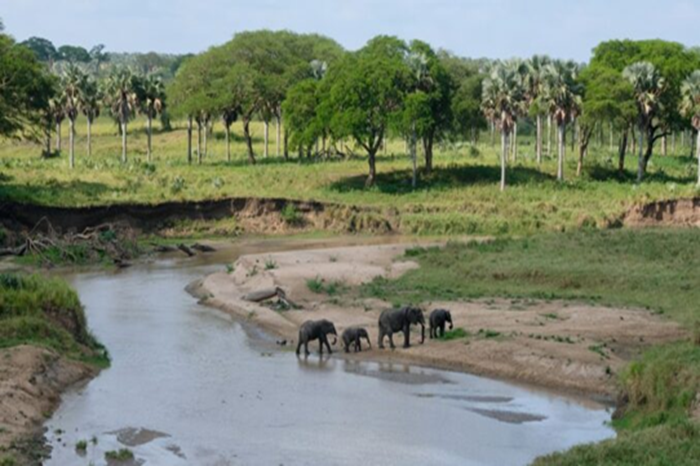 Walking Safaris