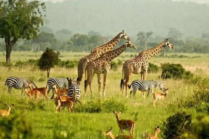 murchison-safari-falls-4-days1