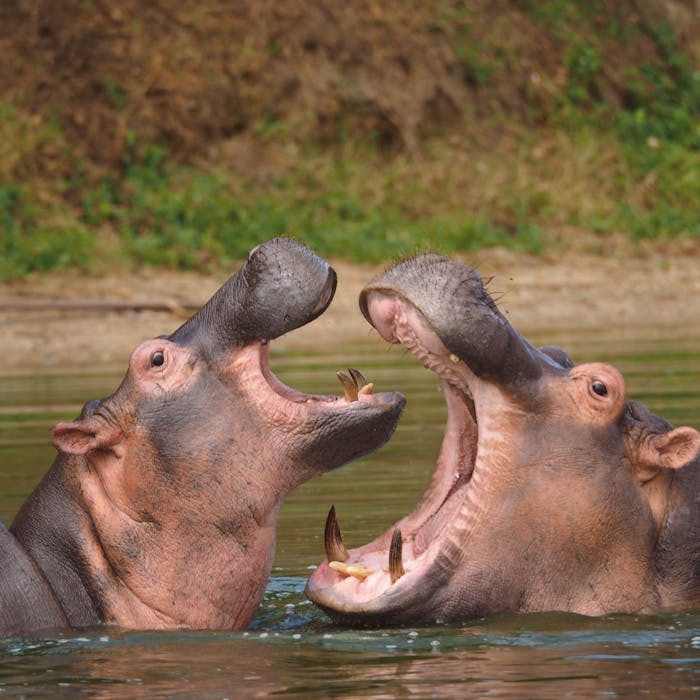 uganda-lions-chimps-hippos-safari-5-days2