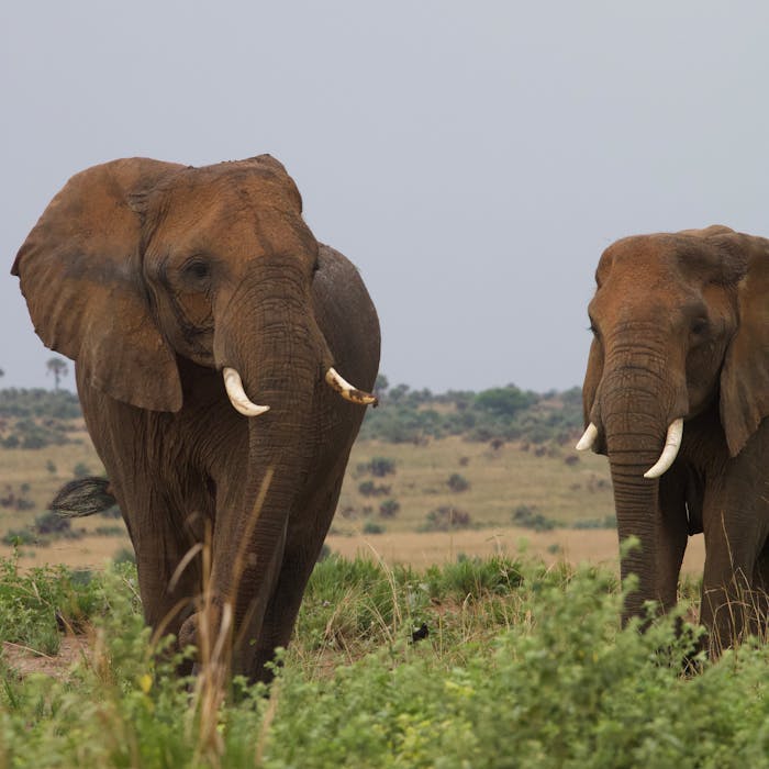 uganda-lions-chimps-hippos-safari-5-days3