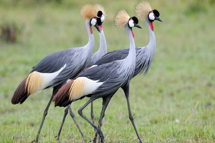 Birdwatching in Murchison Falls