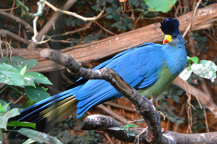 Birdwatching in rwenzori