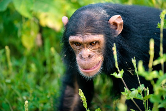 Chimpanzee Trekking in Murchison Falls