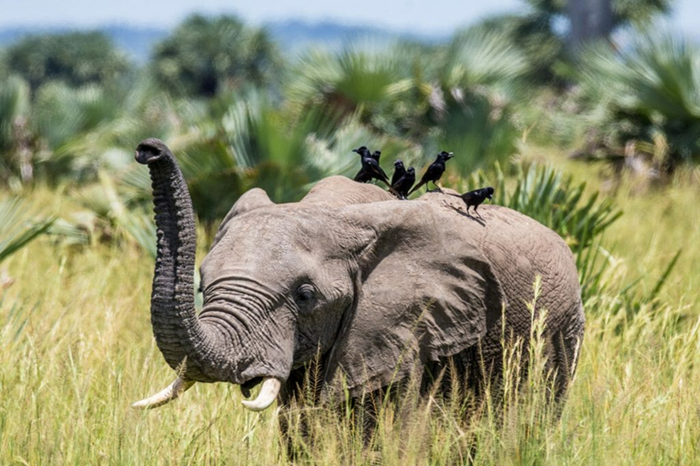 Game Drives in Murchison Falls