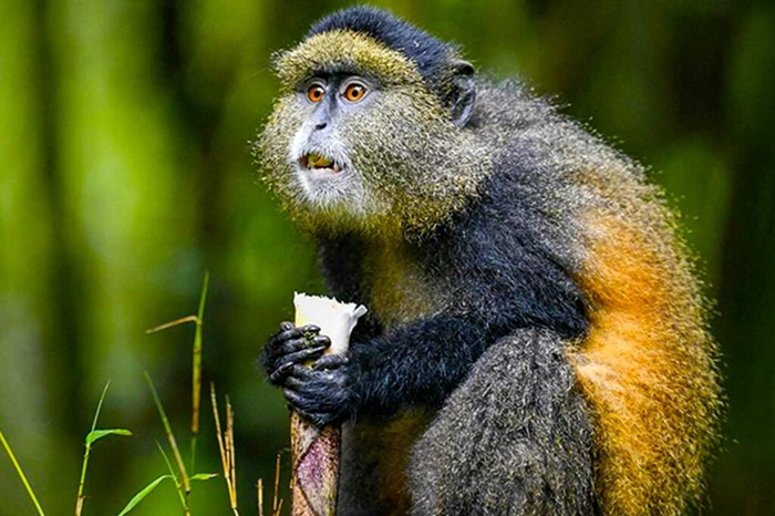 Golden Monkey Trekking in Mgahinga